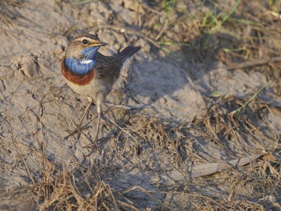 Bluethroat Luscinia Svecica Passerine Bird Blaukehlchen Blaukehlchen