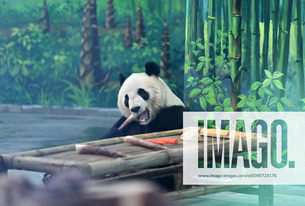 Tianjin Jan Giant Panda Ge Ge Eats Bamboo