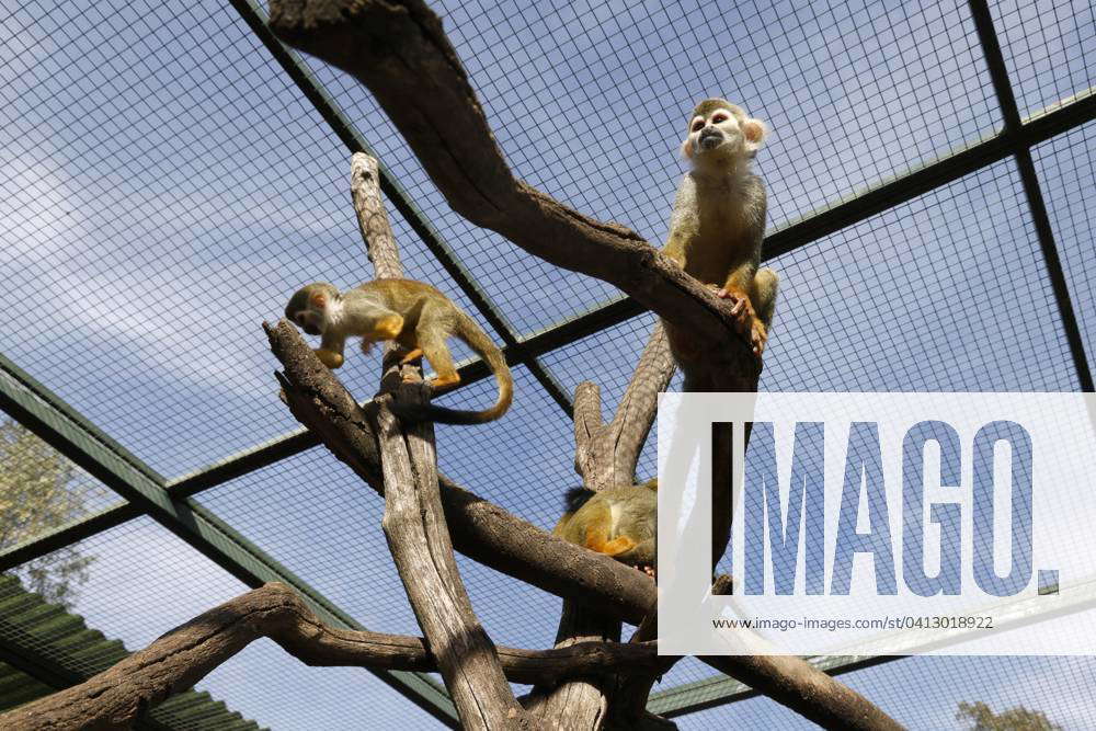 Singes Cureuils Photopqr La Provence Pennant Franck La Londe Les