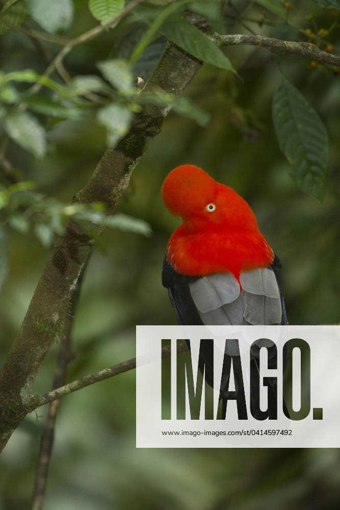 Andean Cock Of The Rock Rupicola Peruviana Perched On A Branch In Peru