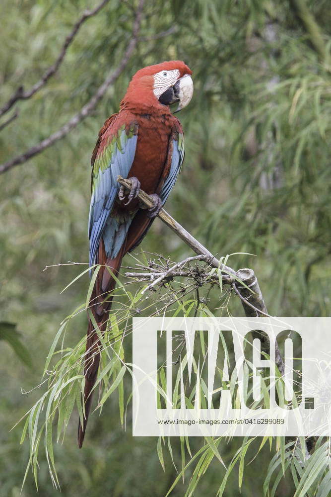 Red And Green Macaw Ara Chloroptera Perched On A Branch In Manu