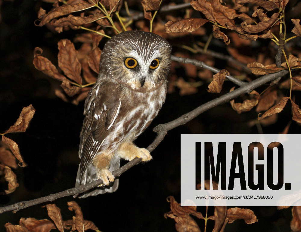 A Northern Saw Whet Owl Chick Aegolius Acadicus Perched In A Tree