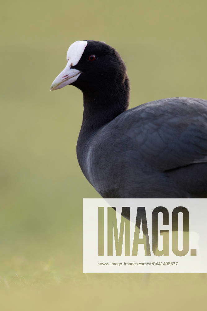 Black Coot Coot Eurasian Coot Fulica Atra Onshore Stands On