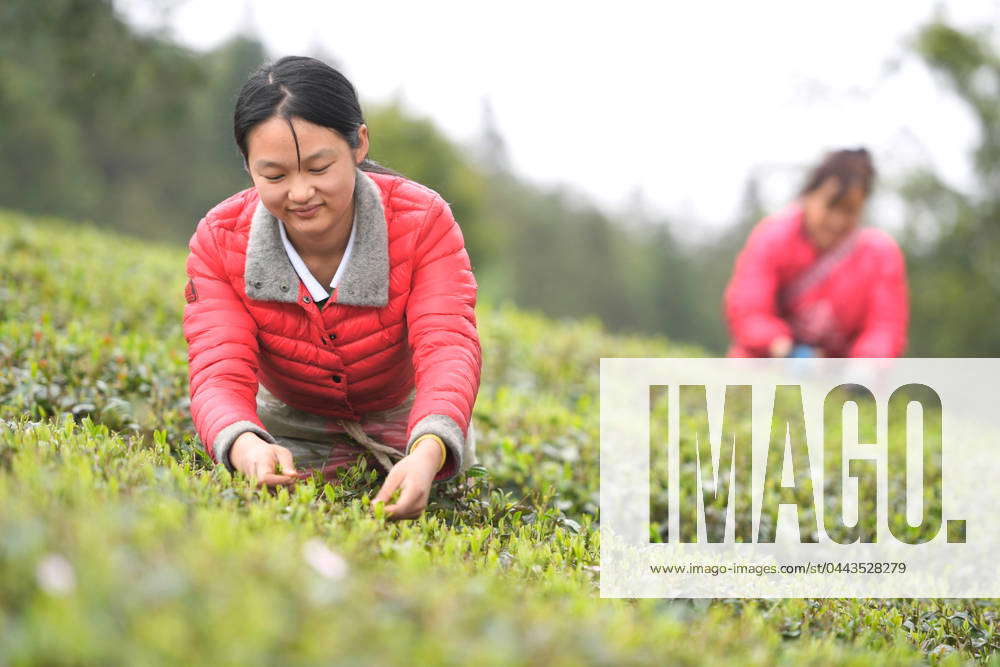 240405 YUQING GUIZHOU April 5 2024 Farmers Pick Tea Leaves