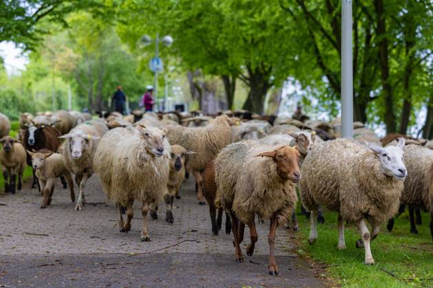 A Flock Of Wandering Sheep On The Banks Of The Rhine In Bonn Led By