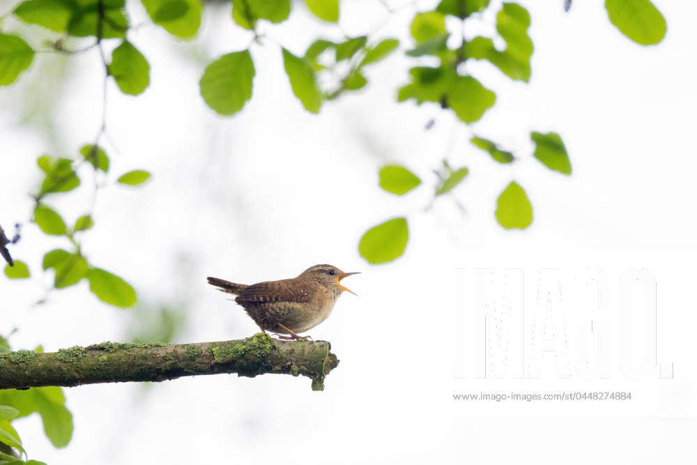 Eurasian Wren Troglodytes Troglodytes Sitting On A Branch Singing