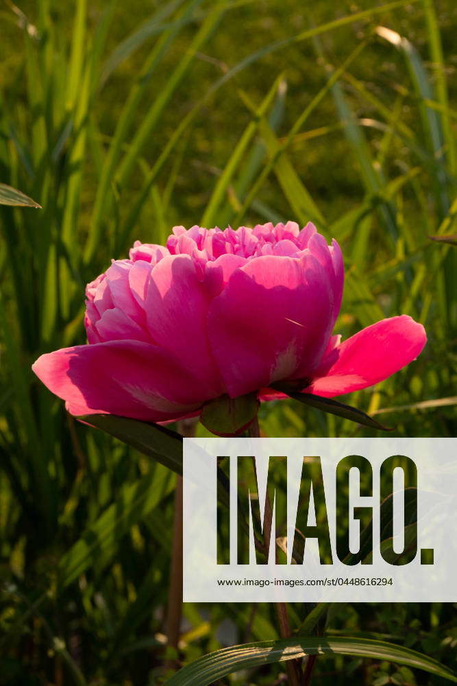 Hot Pink Blooming Peony In The Sun Wroc Aw Lower Silesian Voivodeship