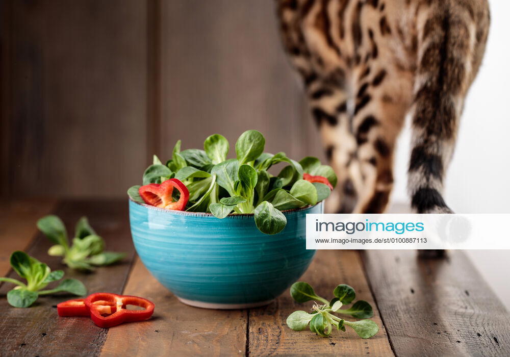 Cat,salad lqs-kkk