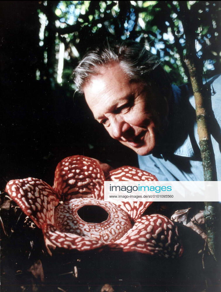 IMAGO ICONS: Sir David Attenborough THE PRIVATE LIFE OF PLANTS THE PRIVATE LIFE OF PLANTS DAVID ATTENBOROUGH Date: 1995. Strictly editorial use only in conjunction with the promotion of the film. Credit line mandatory. This image is copyright of the film company and is supplied under the terms of issue as film still. No commercial or book cover use permitted without prior consent from the film company. Mandatory credit line: Image courtesy PLEASE CREDIT BBC TV Ronald Grant Archive Mary Evans