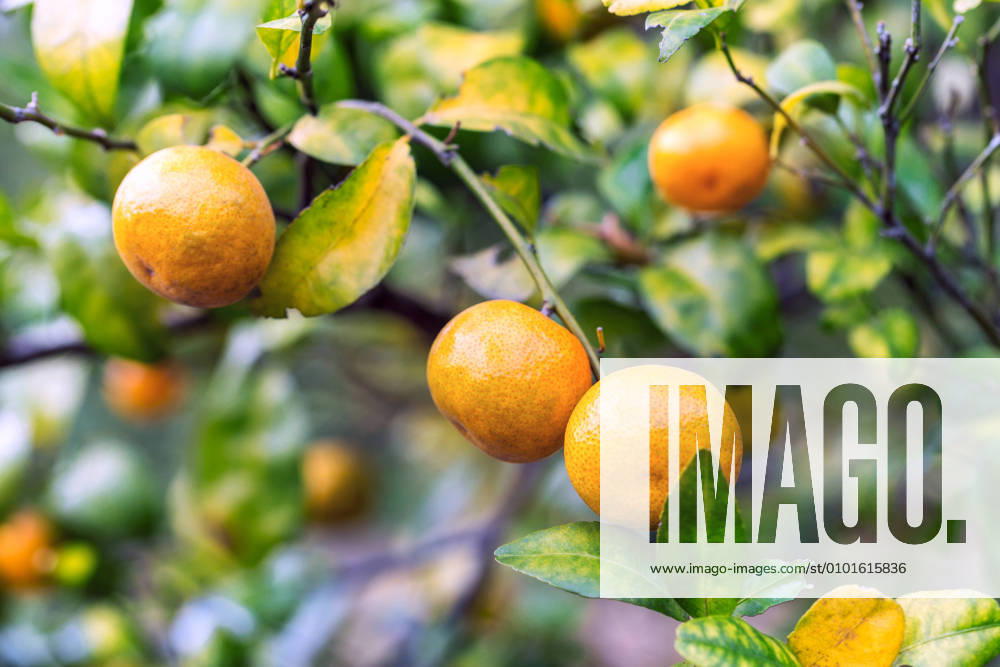 Orange tree 304483228249489468