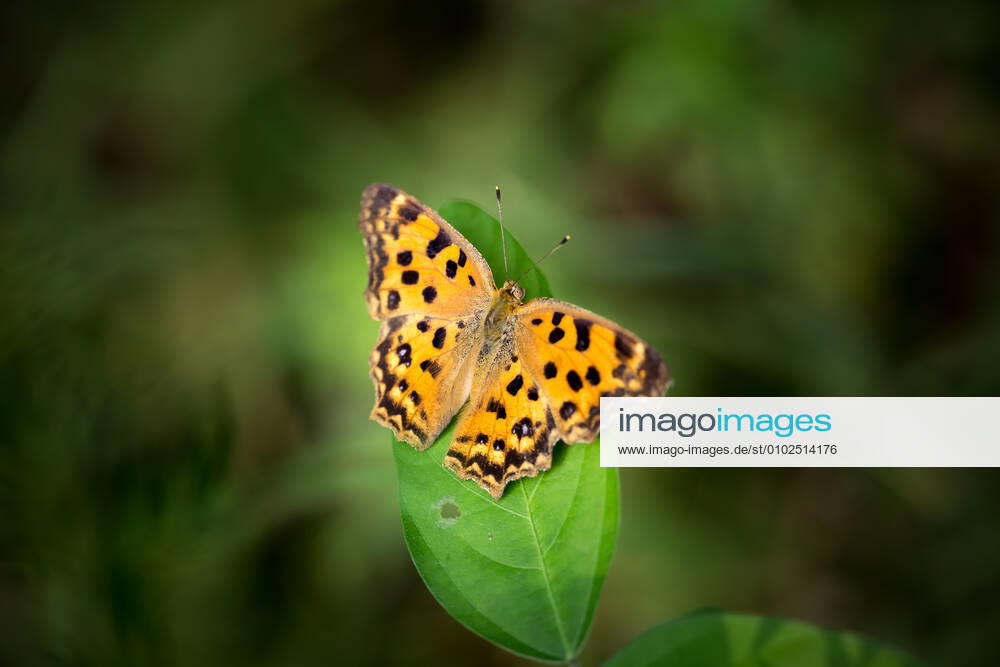Butterfly 466332731428962311