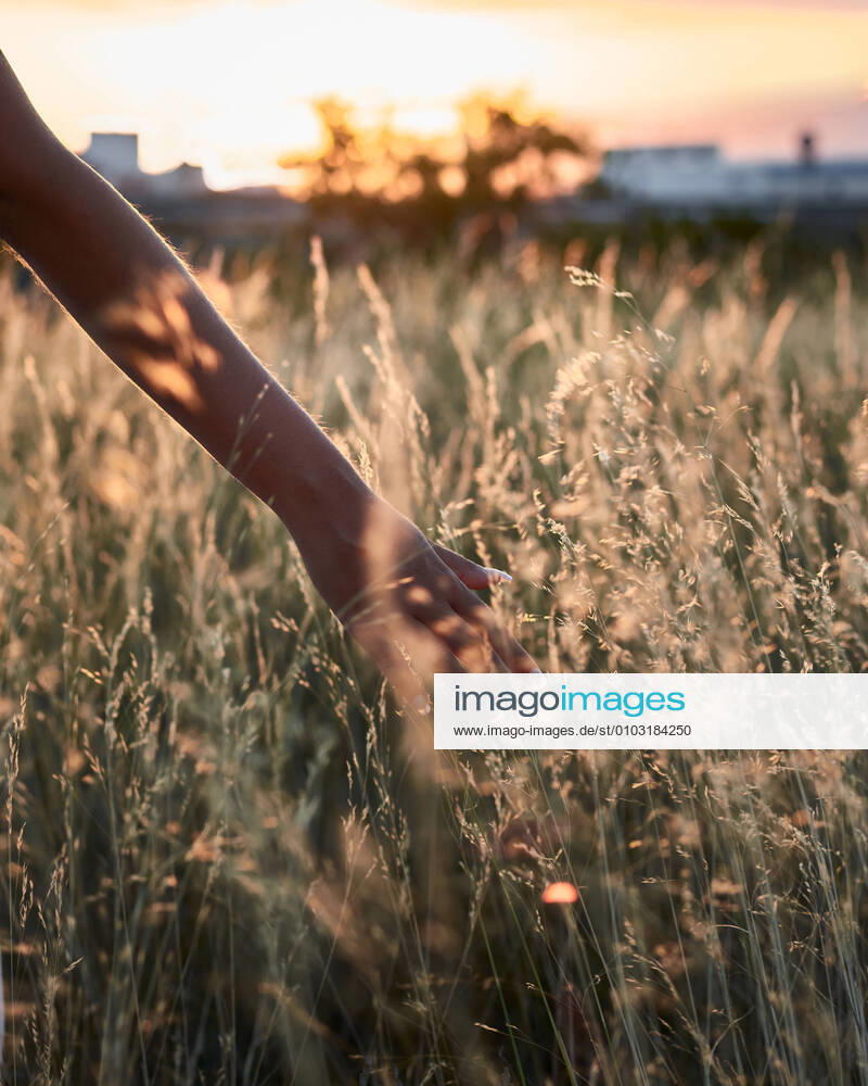 IMAGO Creative: Sommer, Abendspaziergang IMAGO Creative, Ostern, Bräuche, Osterspaziergang Close-up where a woman s hand caresses some grass at sunset Villena, Valencian Community, Spain CR_CRBL200811-464304-01 ,model released, Symbolfoto