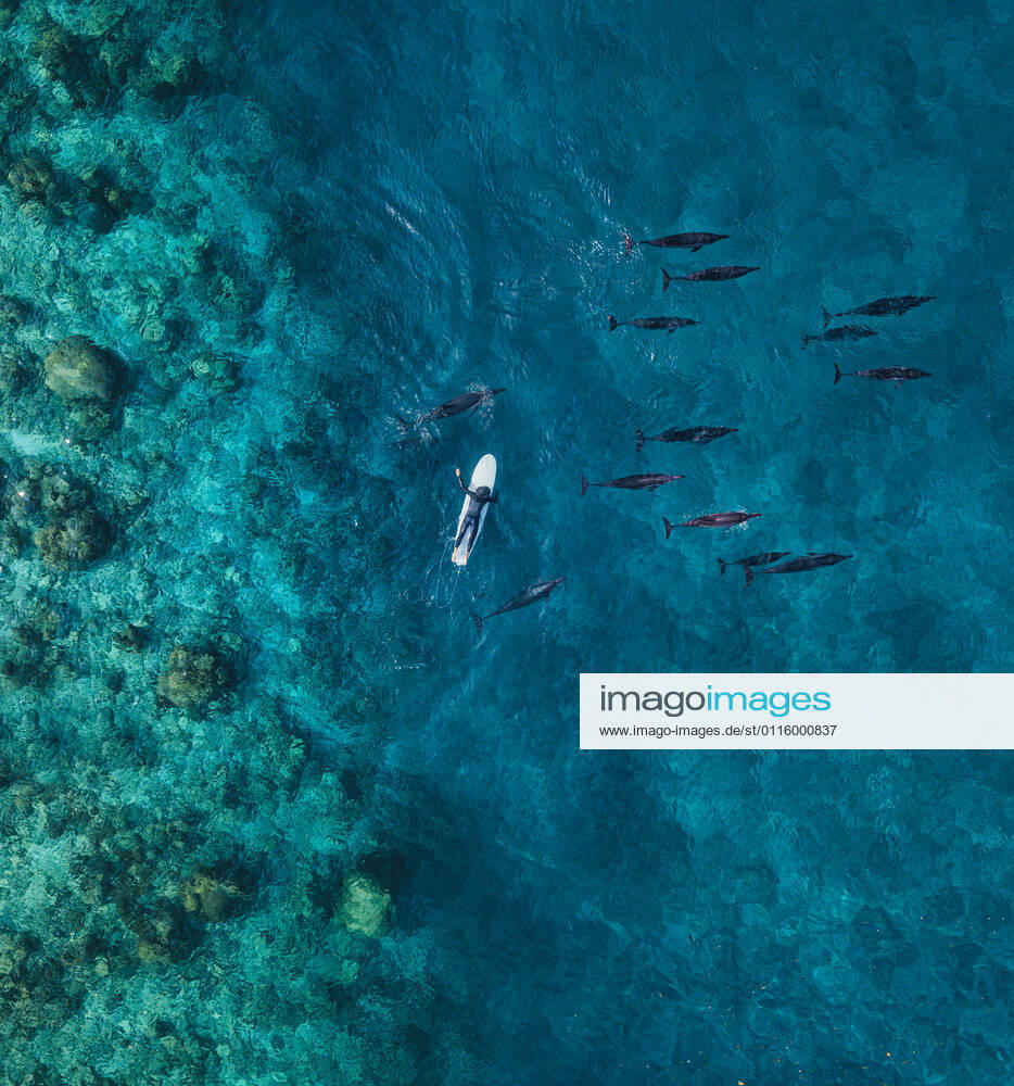 Aerial view of man on surfboard near pod of dolphins in blue sea model released Symbolfoto KNTF06178