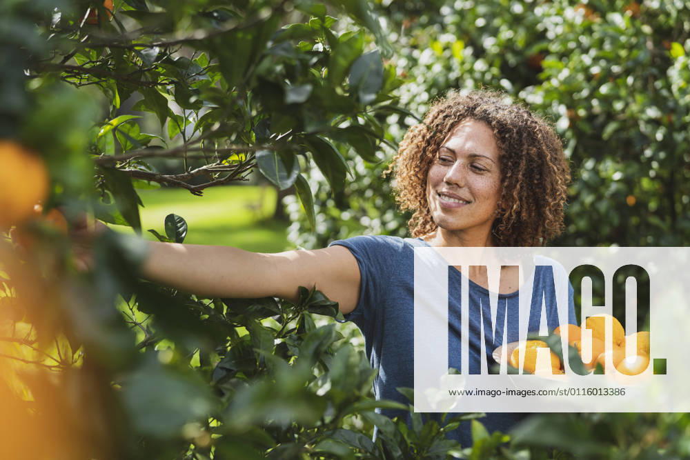 Woman picking fresh oranges from tree in garden model released Symbolfoto property released SBOF03160
