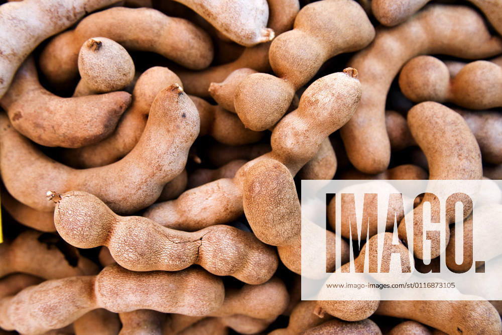 Tamarind, Indian date, sour date Tamarindus indica , Indian date Tamarind Tamarindus indica , tamarinds BLWS642239