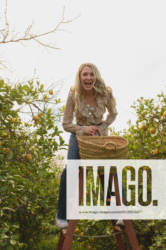 Full body of playful female screaming with mouth opened while collecting ripe lemons in orchard, Model released
