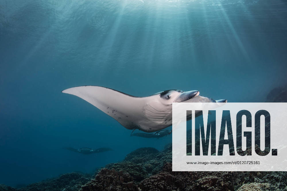 IMAGO Creative: Kraft des Wassers Manta Rays (genus Manta) can be spotted while diving or snorkeling in the lagoon of Bora Bora. Vaitape Bora Bora French Polynesia