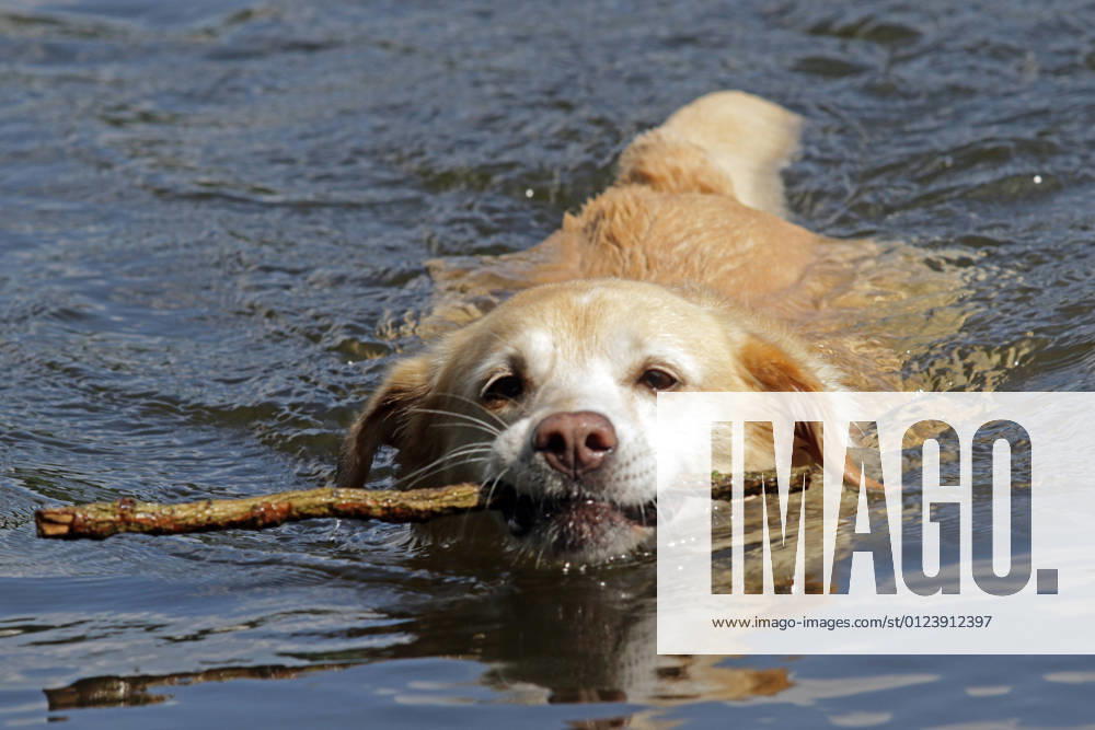Cooling off for dogs in the water A retriever swims in the water with a twig in the heat