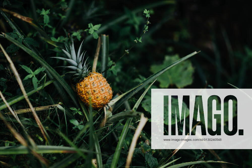 Wild tropical pineapple fruit growing among lush green foliage in tropical jungle in Costa Rica, Model released CamilleGirard_CostaRicaTravel_12.jpg