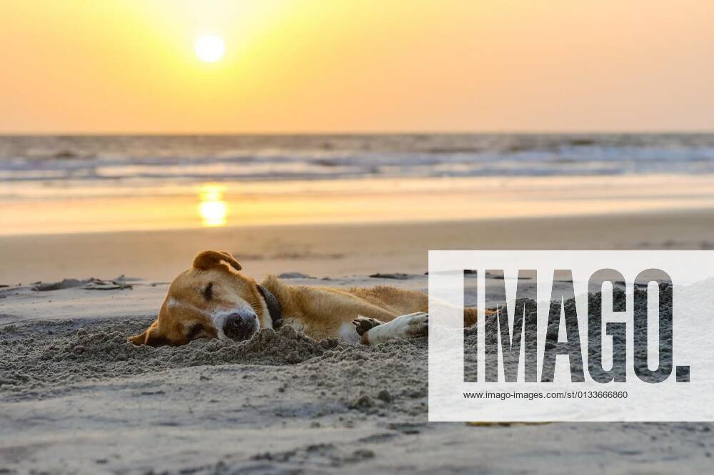 Lazy dog relaxing and sleeping on sand beach, 02.08.2016 23:53:47,