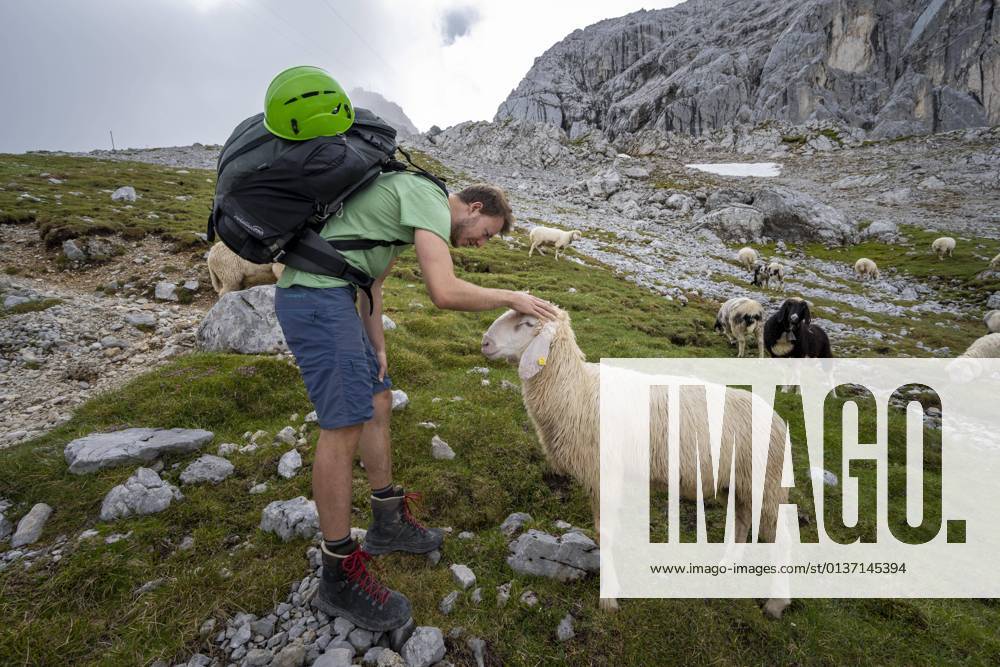 Hiker stroking sheep on mountain meadow, Frauenalpl, Hiking trail to Meilerhütte, Wetterstein Mountains, Bavaria, Germany, Europe