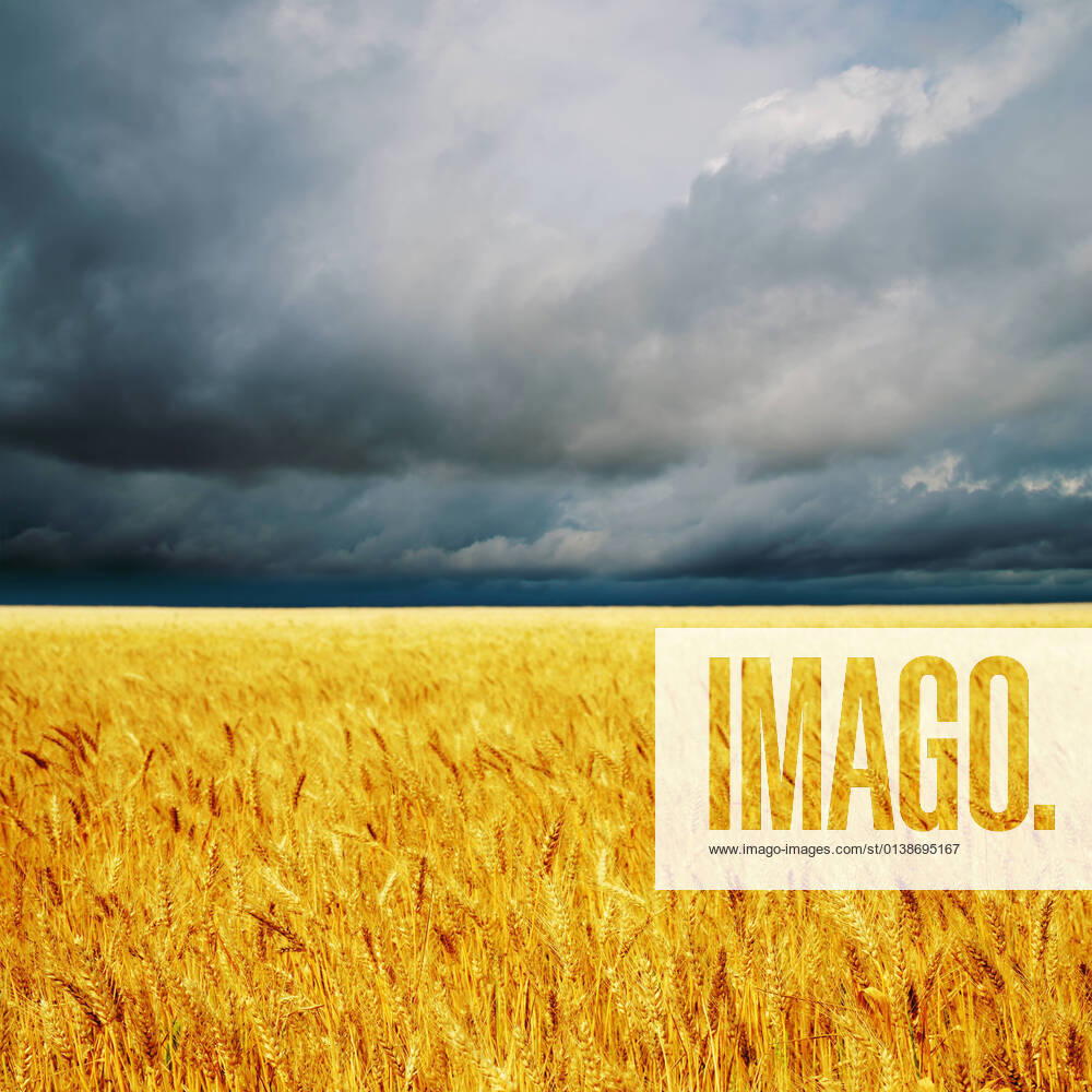 IMAGO Creative: Ende des Sommers dark clouds over field with barley. rain before