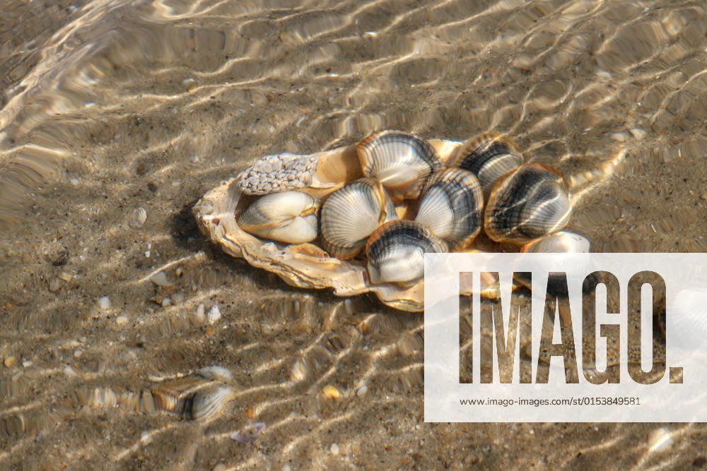 Common cockles underwater on seabed - species of edible saltwater clams, model released, , property released, , 33516126.jpg, abstract, animal, authentic, clam, cockle, common cockle, conch, heart mussel, dam, detail, dish, edible, edible clam, edible cockle, food, heart, meal, muscle, mussel, nobody, outdoors, oval, real, ribbed, ribbed oval, saltwater, sand, sea, sea animal, sea food, seabed, seafood, shell, shell-fish, shuck, underwater, unique, unnatural, unusual, warping, wave, waves, waving