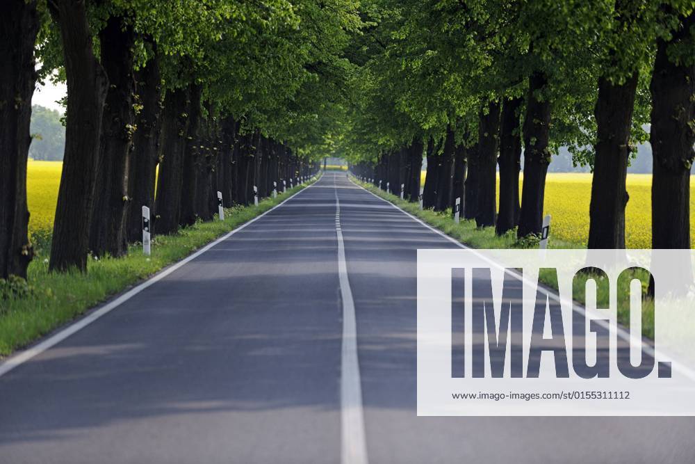 Linden Tilia spec , linden avenue through blooming rapeseed fields, Germany, Brandenburg basswood, linden, lime tree Tilia spec , linden avenue through blooming rapeseed fields, Germany, Brandenburg BLWS665477