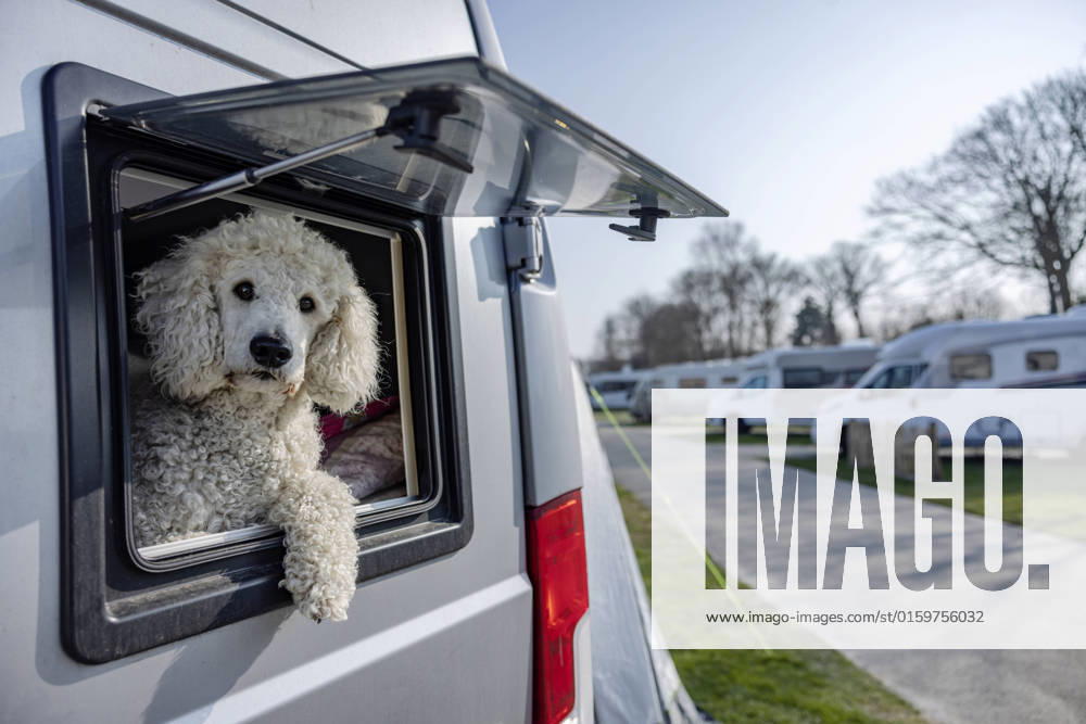 Cute Poodle sitting in camper van on sunny day property released, JATF01349