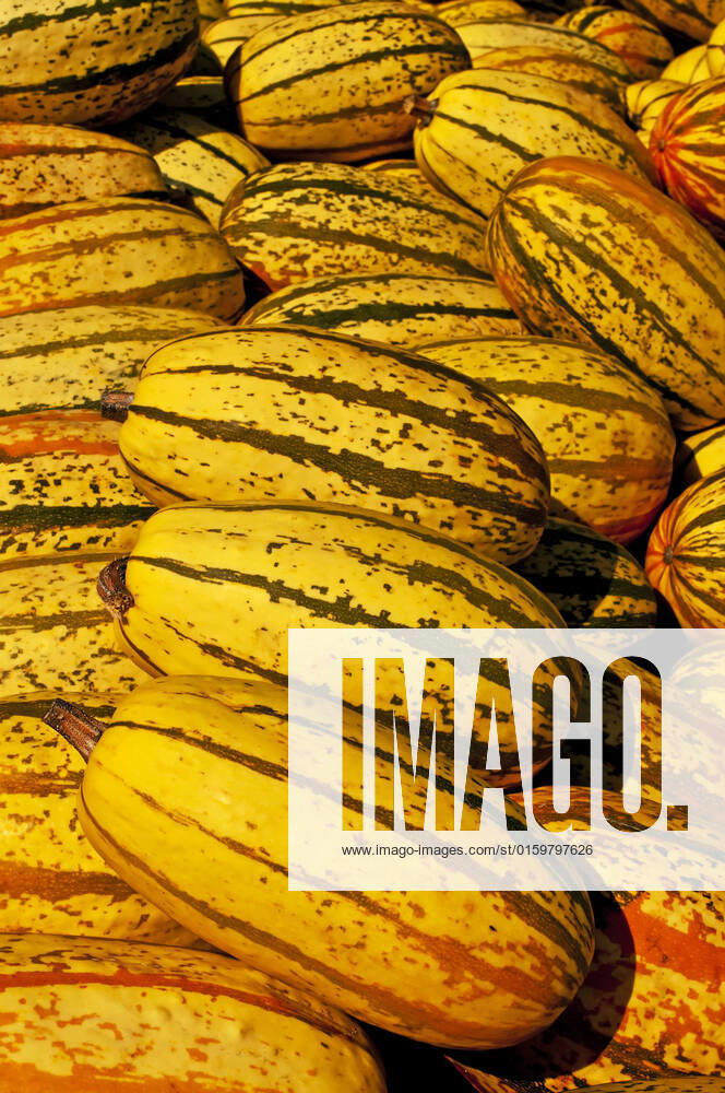 Squash , 34568858.jpg, squash, spaghetti-squash, yellow, striped, gourd, pumpkin, vegetable, ingredient, fine, cooking, healthy, autumnal, seasonal, product, offer, sale