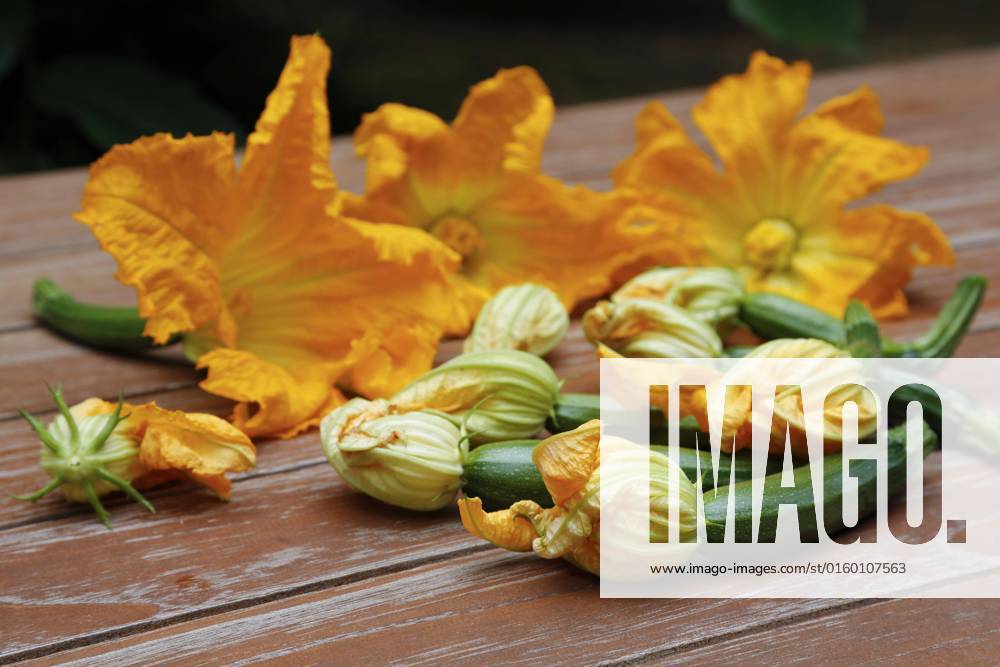 Süddeutsche Kitchen, Freshness Zucchini flowers with Zucchini Cucurbita Pepo Var giromontiina at wooden panel, vegetarian, Healthy Kitchen, Cook, Vegetables, Germany, Europe