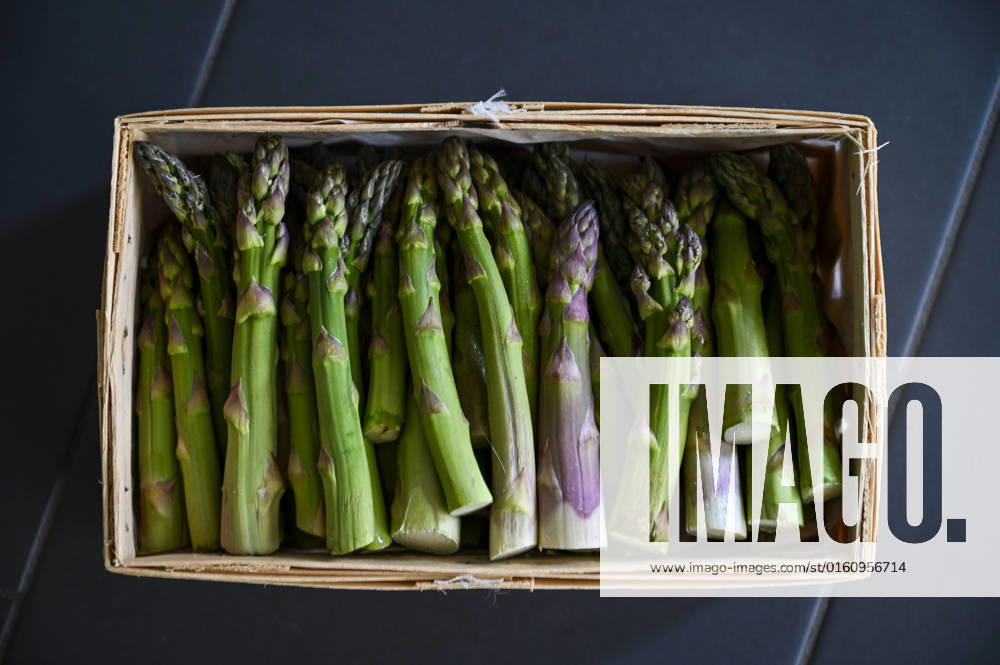 Art Culture Architecture Travel 11 06 2022 Beelitz town in the district of Potsdam Mittelmark Brandenburg Green Beelitz asparagus Freshly harvested Latin Asparagus to end is the asparagus season traditionally on 24 June Beelitz brandenburg Germany
