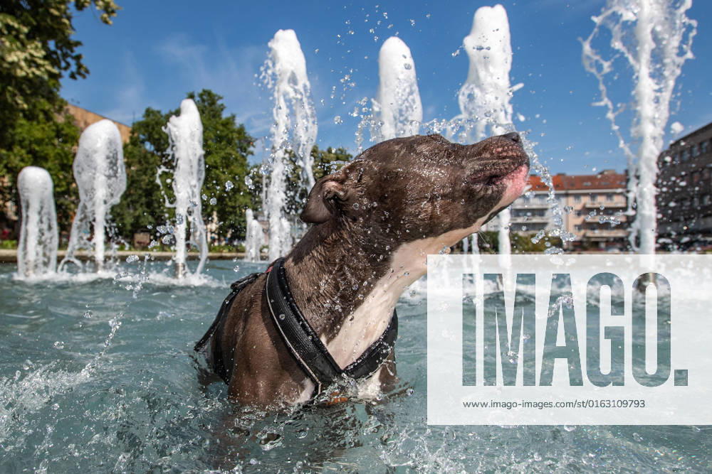 A dog refreshes itself in the public fountain in Hradec Kralove, Czech Republic, on Wednesday, July 20, 2022. (CTKxPhoto DavidxTanecek) CTKPhotoP2022072005943 TAD 004