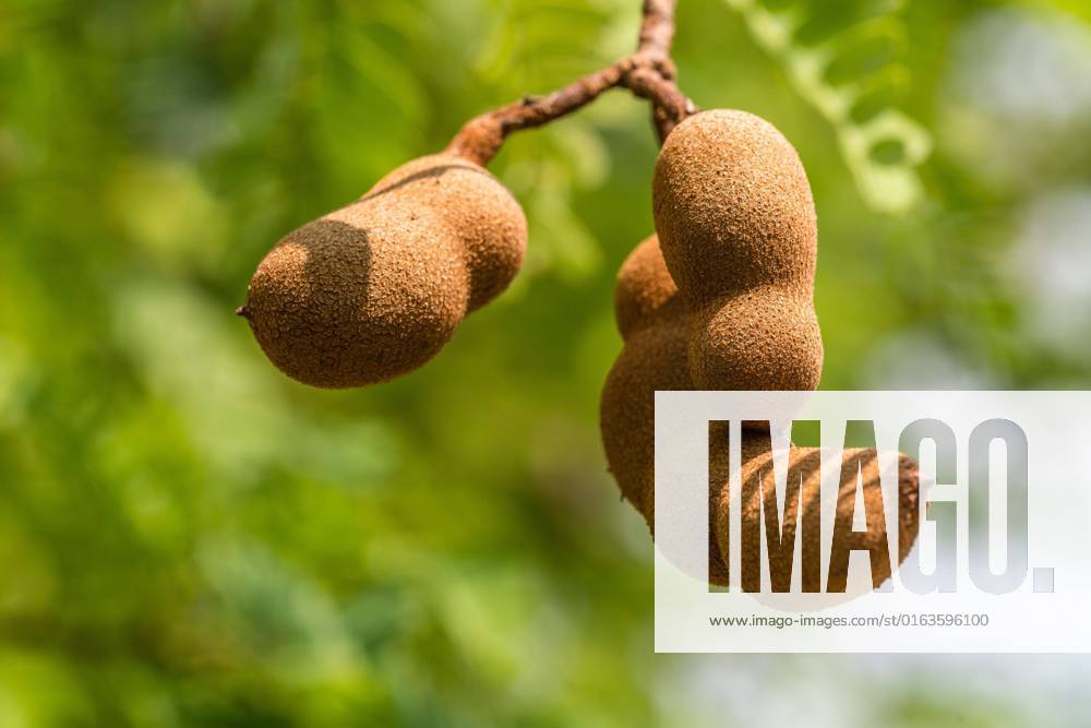 Tamarind, Indian Date, Sauerdattel Tamarindus indica , Close-up from Tamarind Fruit on Tree , Thailand Tamarind Tamarindus indica , Close up of Tamarind Fruits ON a tree, Thailand BLWS670874