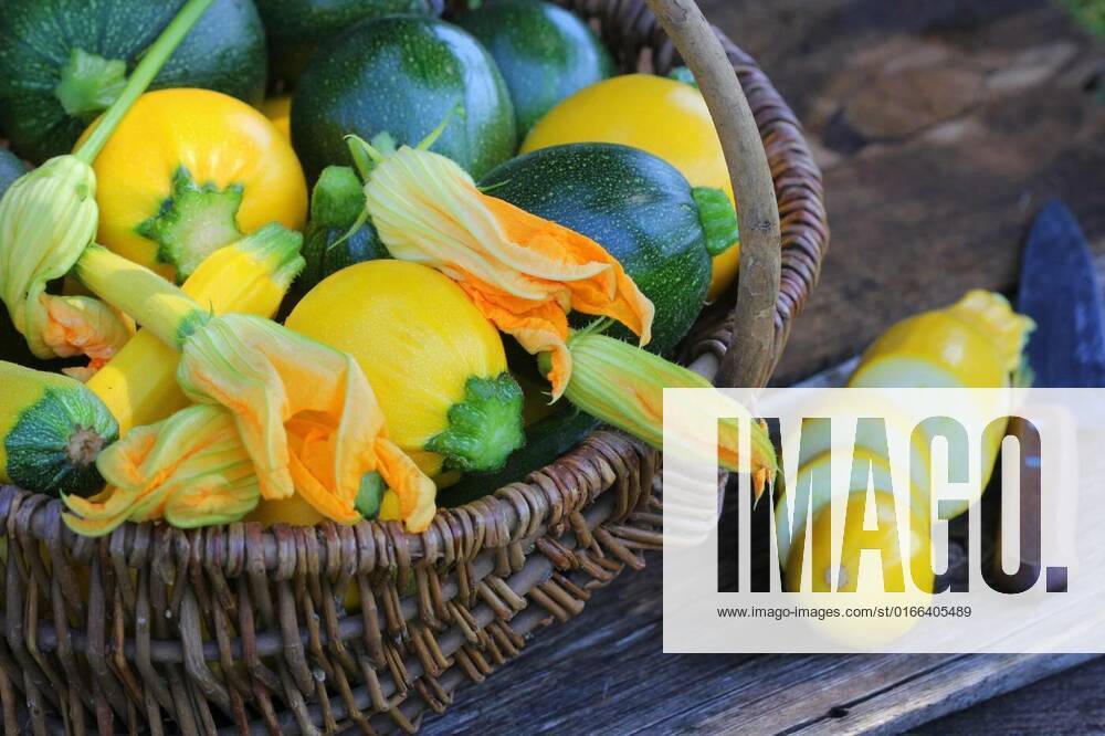 IMAGO Creative, Food, Zucchiniblüten Harvesting zucchini. Fresh squash lying in basket. Fresh squash picked from the garden. Organic food concept ., Harvesting zucchini. Fresh squash lying in basket. Fresh squash picked from the garden. Organic food concept ., Harvesting zucchini. Fresh squash lying in basket. Fresh squash picked from the garden. Organic food concept ., 21.01.2021,
