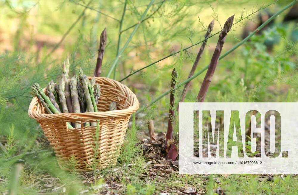Organic Purple and Green Asparagus in Garden, Organic Purple and Green Asparagus in Organic Garden, 11.06.2021,