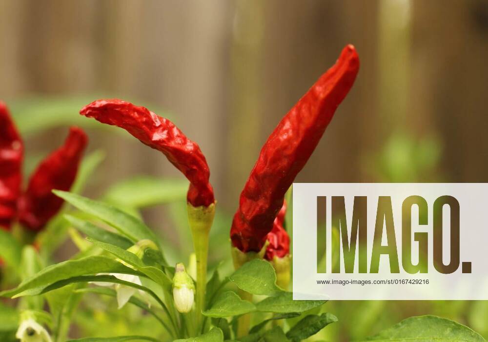 Asian Hot Pepper from Korea Shallow DOF Close up, Asian Hot Pepper from Korea Shallow DOF, Asian Hot Pepper from Korea Shallow DOF, 03.10.2021,
