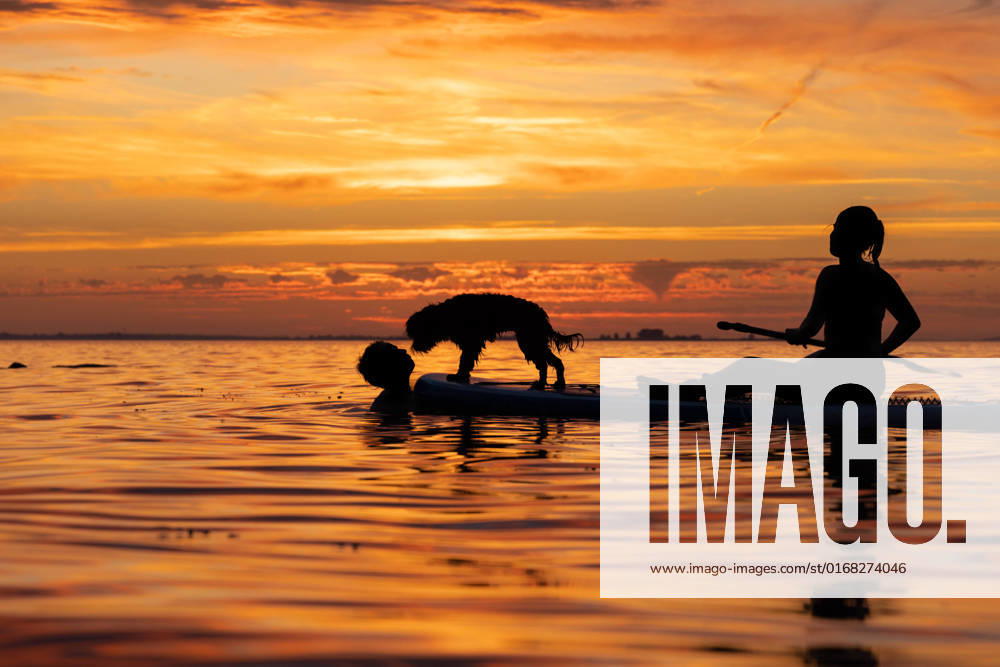 Two persons on SUP Board in golden sunset silhouette of a teenage girl and boy and a black labradoodle dog on a Stand Up Paddle Board SUP. Golden sunset sky reflecting in the water. Greifswalder Bodden, Baltic Sea
