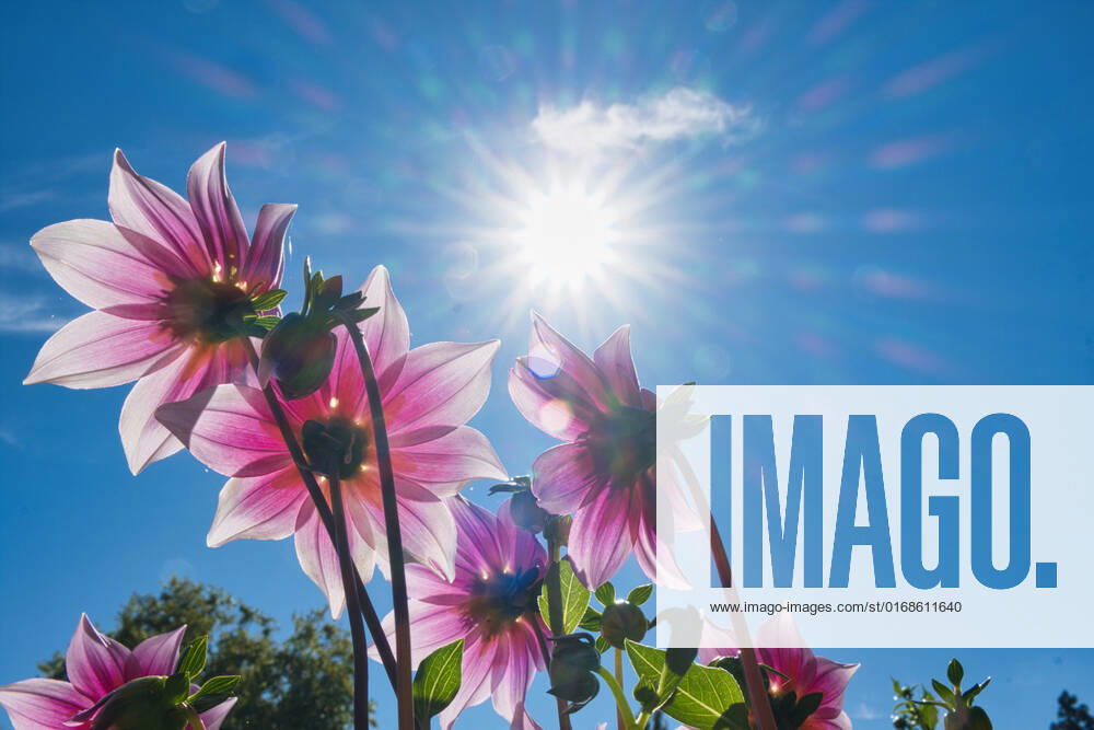 Dahlias under the sun