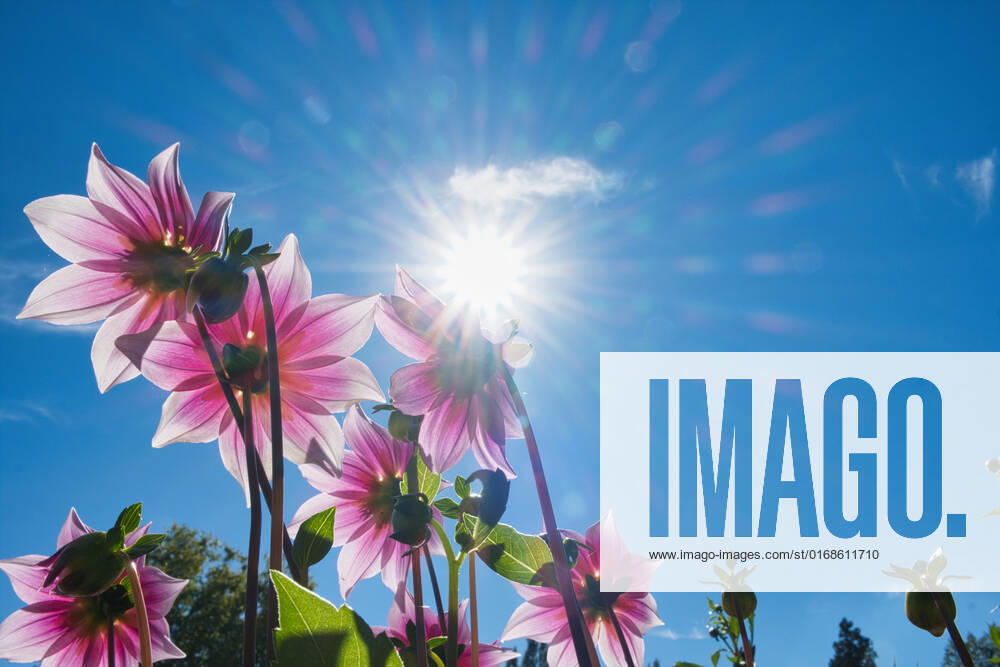 Dahlias under the sun