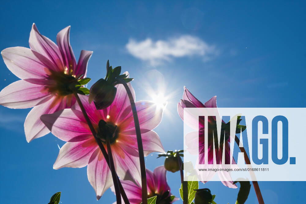 Dahlias under the sun