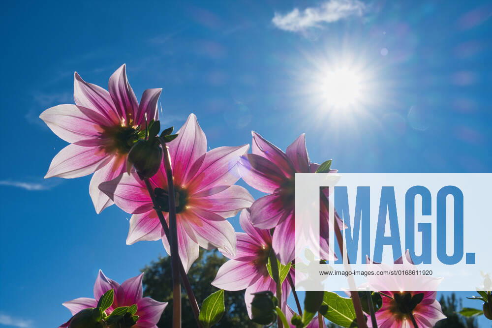Dahlias under the sun