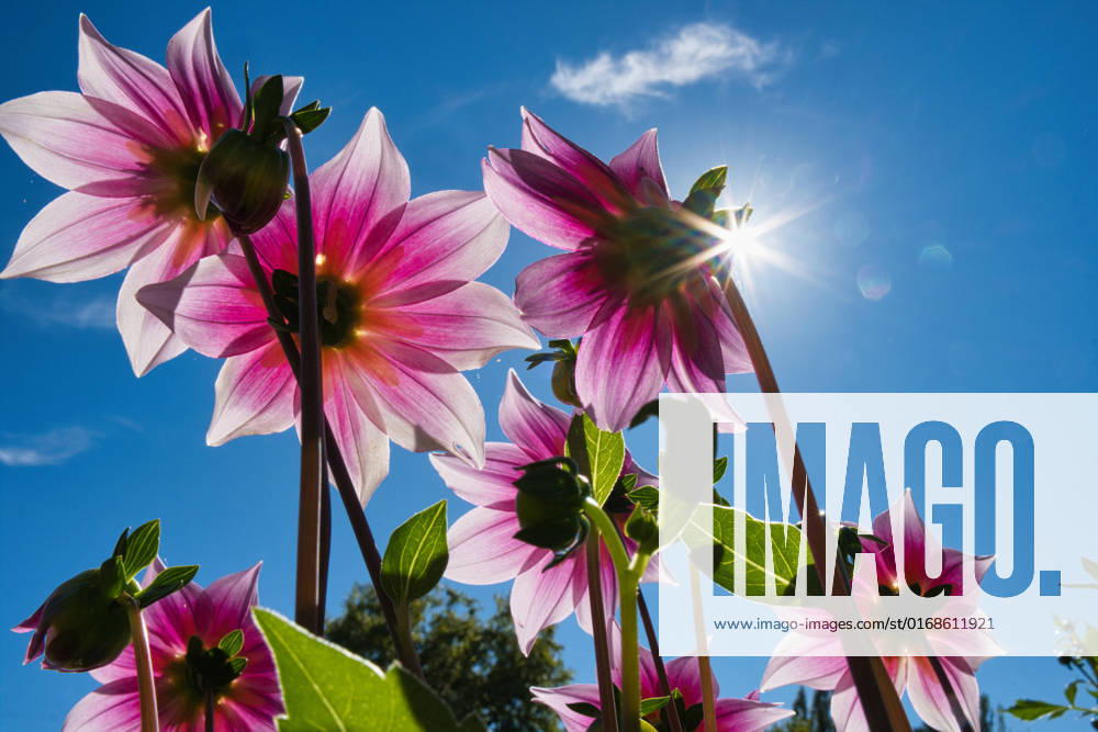 Dahlias under the sun
