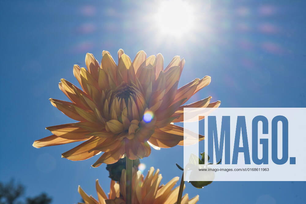Dahlias under the sun