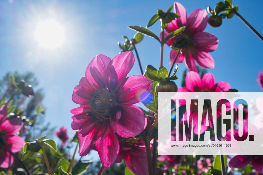 Dahlias under the sun