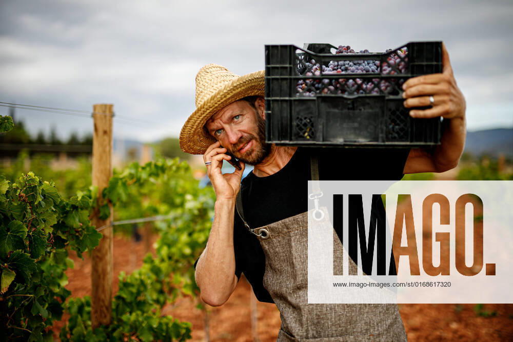 Serious adult man in hat carrying box with fresh grapes and answering phone call while walking on vineyard during harvest, Model released MaciaPuiggros_GrapeHarvest_40