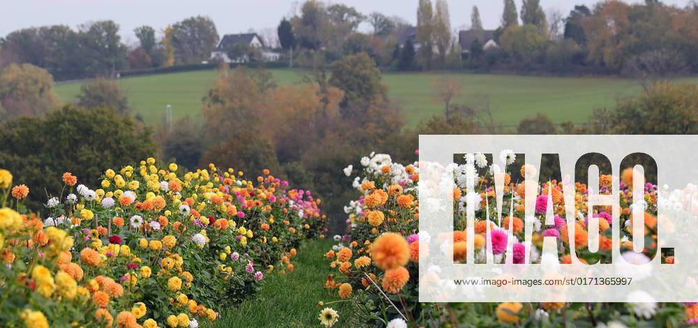 Germany, NRW, floriculture, plants, cut flowers, colorful dahlias on a field, dahlia NRW Germany