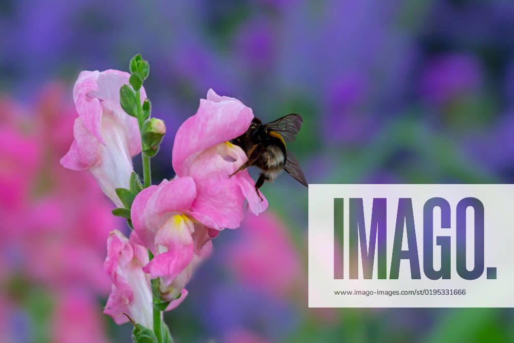 Bumblebee on a pink dragon flower Macro of a bumblebee on a pink dragon flower