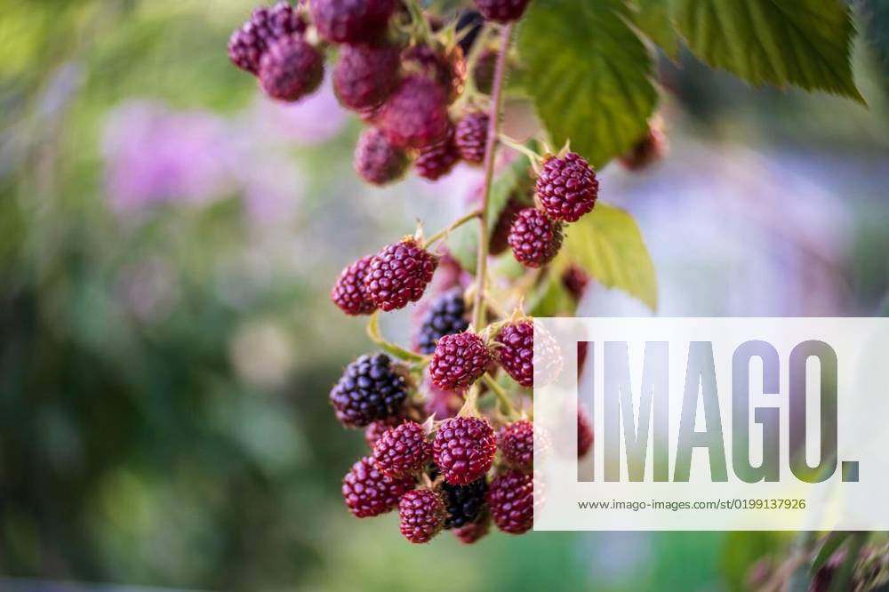 Ripe raspberries on a bush in the garden. Close-up. Art lens. Swirl bokeh. Focus on the center., Ripe raspberries on a bush in the garden. Close-up. Art lens. Swirl bokeh. Focus on the center., Ripe raspberries on a bush in the garden. Close-up. Art lens. Swirl bokeh. Focus on the center., 22.12.2022,