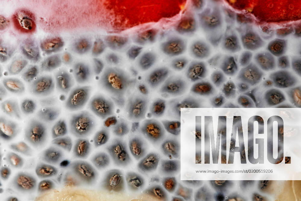 Pudding of chia seeds and berries . Macro shot Macro shot of chia seed pudding topped with strawberries. Healthy breakfast or morning snack concept
